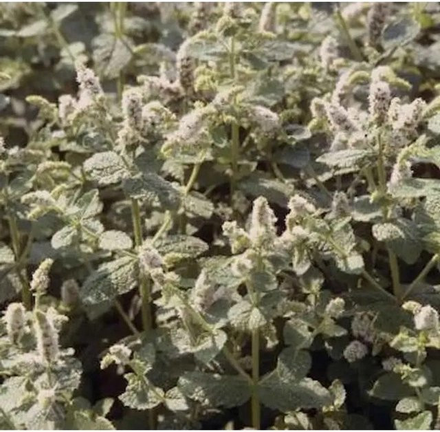 Rundblättrige Minze Mentha rotundifolia als grüne mehrjährige Pflanze für den Garten im Topf von Nr-01.de - Bild 1