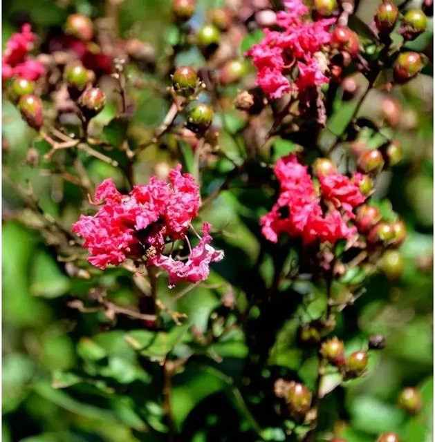 Chinesische Kräuselmyrte Dynamite Lagerstroemia indica Hochstamm, rote Blüten, Höhe: 40-60 cm - Bild 1