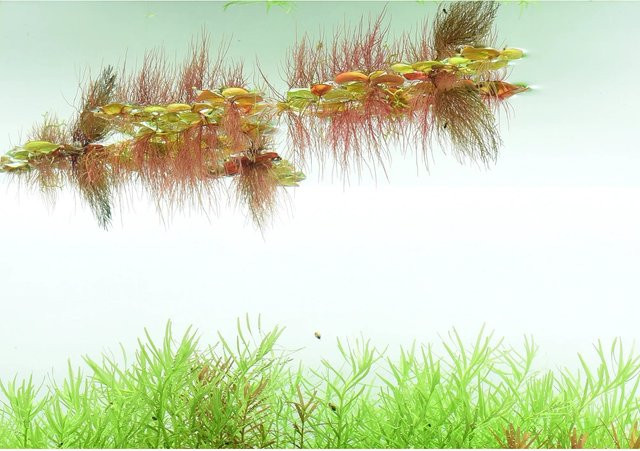 Dennerle Phyllanthus Fluitans Aquariumpflanze In-Vitro - Bild 1