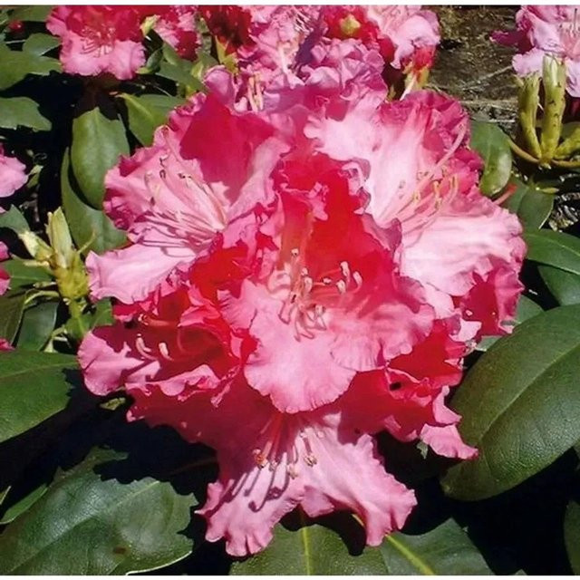 Rhododendron Tatjana Alpenrose von Nr-01.de als Heckenpflanze für deinen Garten - Bild 1