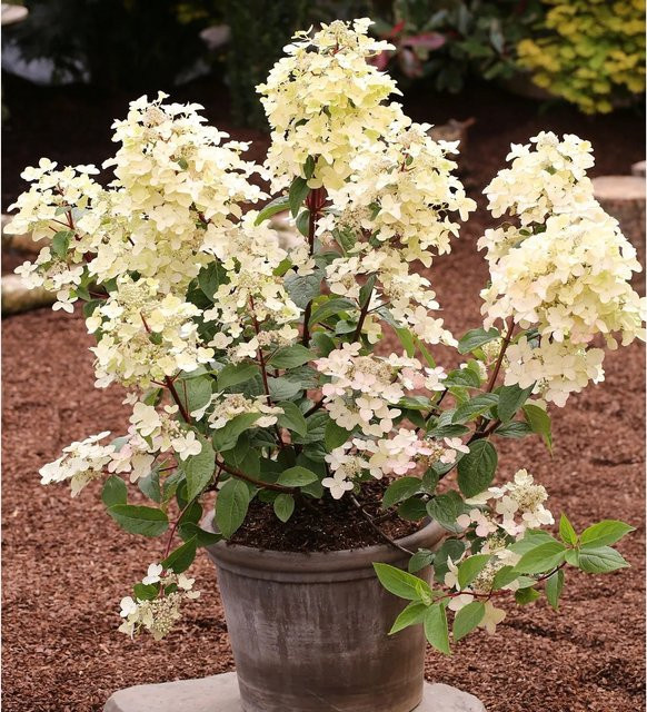 Rispenhortensie Wims Red Hydrangea paniculata in Rot, Höhe: 80-100 cm - Bild 1