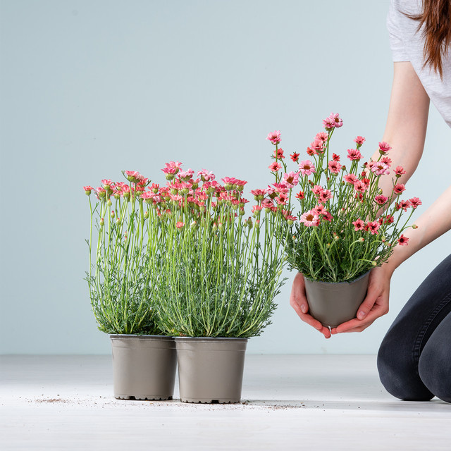 3er Set Rhodanthemum Blumen von BLUME2000 für Balkon und Beete in Rosa - Bild 1