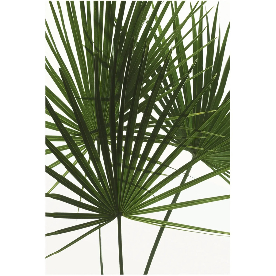 Komar Wandbild Palmtree Leaves in Grün, Breite: 50 cm, Höhe: 70 cm - Bild 2