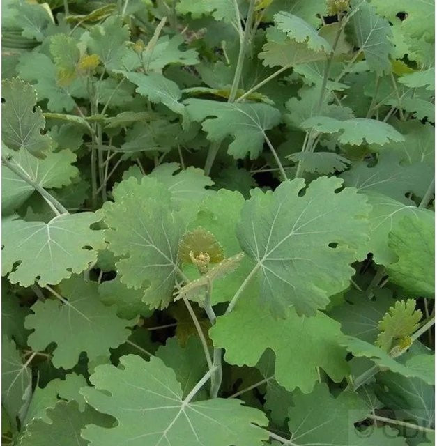 Macleaya cordata Federmohn als mehrjährige Pflanze in Grün für Freiflächen und Unterpflanzungen - Bild 1