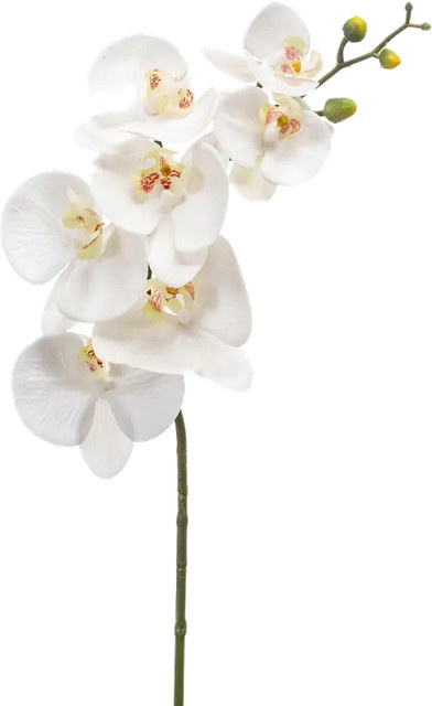 Künstliche Orchidee Cattley von Aplanta in Real Touch, Höhe: 83 cm - Bild 1