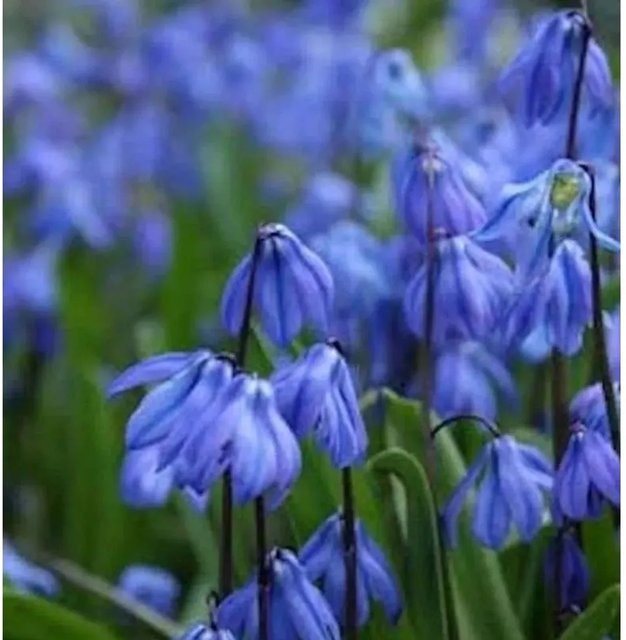 Sibirischer Blaustern Scilla siberica blaue Staude für den Garten - Bild 1