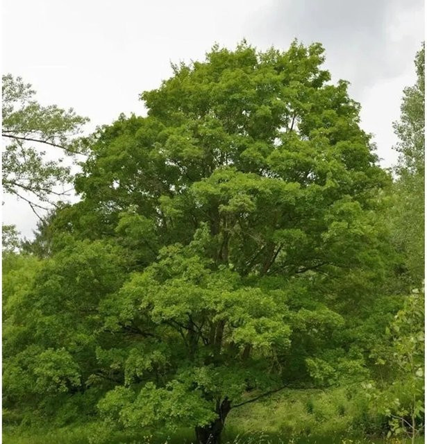 Feldahorn Acer campestre als grüner Großstrauch für deine Hecke, Höhe: 100-125 cm - Bild 1