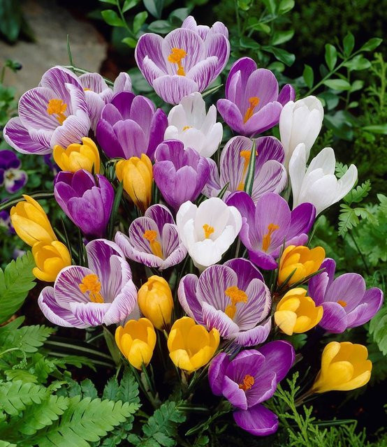 Großblumiger Krokus-Mix mit 60 Zwiebeln - Bild 1