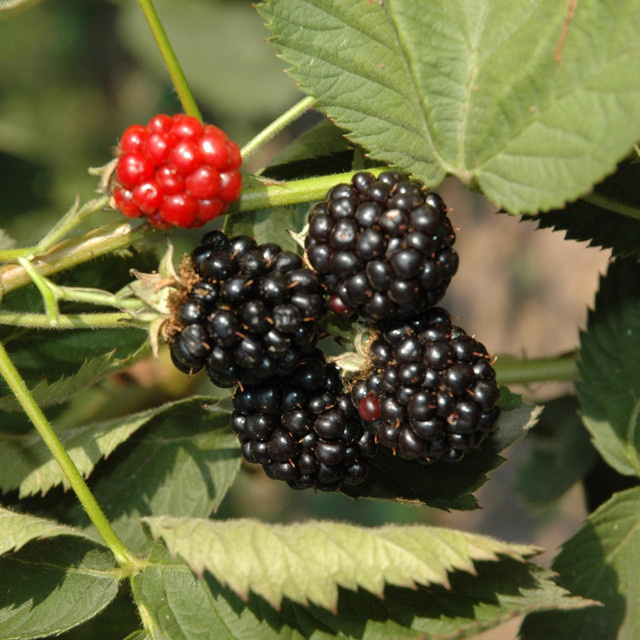 BIO Dornenlose Brombeere Oregon Thornless Rubus fruticosus von BLUME2000 - Bild 1