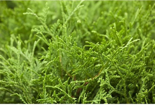 Thuja occidentalis Tiny Tim Zierstrauch in Grün, Höhe: 30 cm - Bild 1
