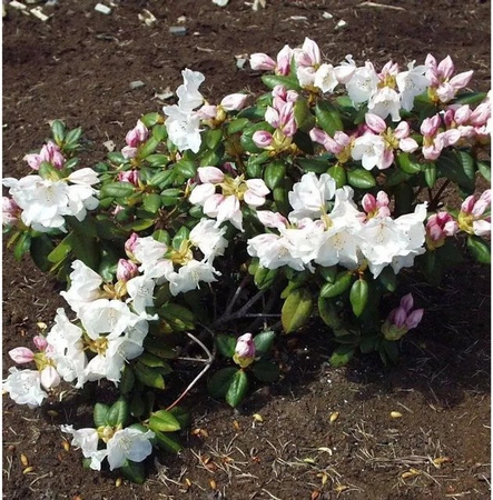 INKARHO Rhododendron williamsianum Gartendirektor Rieger Strauch 25-30 cm