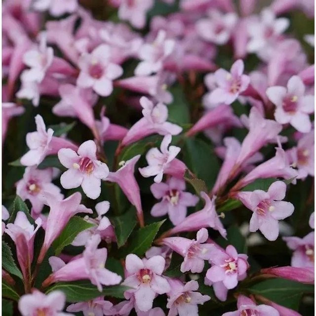 Weigela florida Pink Poppet Zierstrauch in Pink, Höhe: 25-30 cm - Bild 1