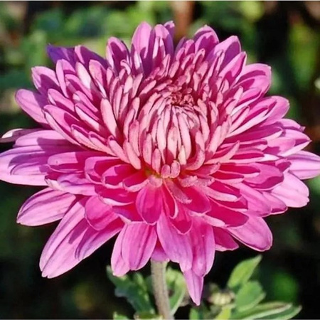 Winteraster Manito Chrysanthemum hortorum von Nr-01.de als mehrjährige Gartenpflanze