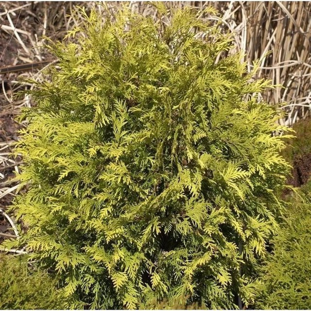 Thuja occidentalis Sunkist Lebensbaum als Heckenpflanze von Nr-01.de, Höhe: 50-60 cm, grün-gelblich - Bild 1