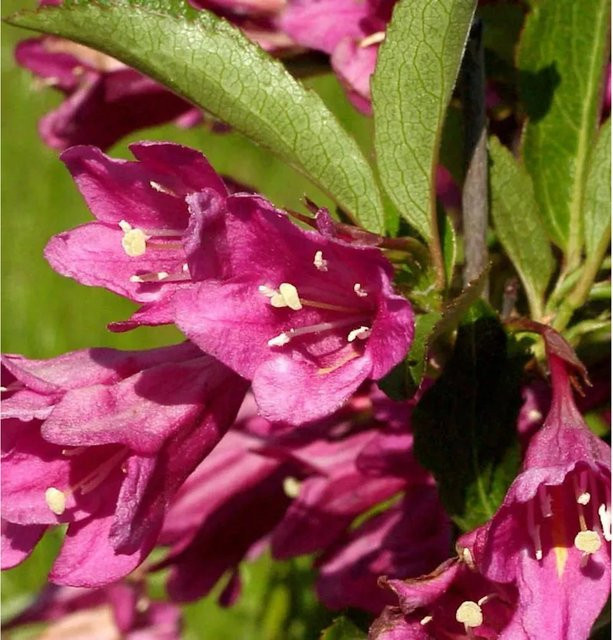 Weigela florida Picobella Rosa Strauch für den Garten, Höhe: 30-40 cm - Bild 1