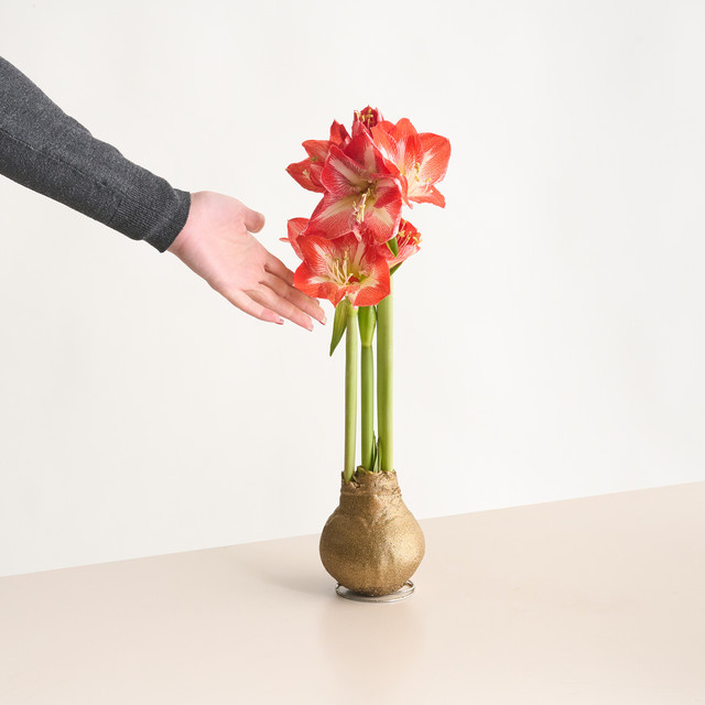 Amaryllis aus Wachs von BLUME2000 in Gold mit Glitzer für die Weihnachtszeit - Bild 1