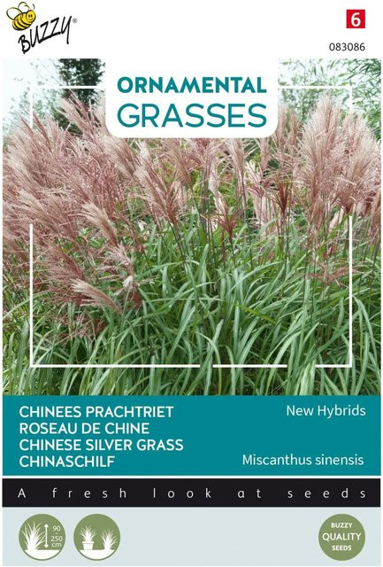 Chinaschilf New Hybrids Buzzy Ornamental Grasses Samen mit feinen Halmen, 0,05 g - Bild 1