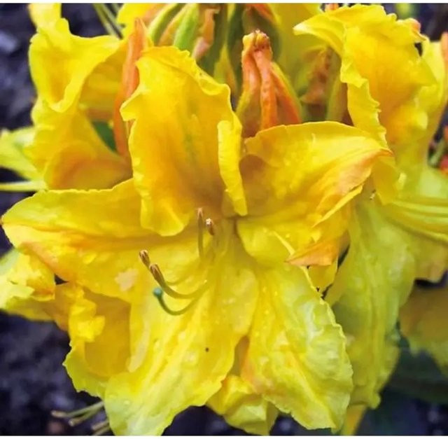 Gelbe Azalee Rhododendron luteum Goldstück für deinen Garten, Höhe: 30-40 cm - Bild 1