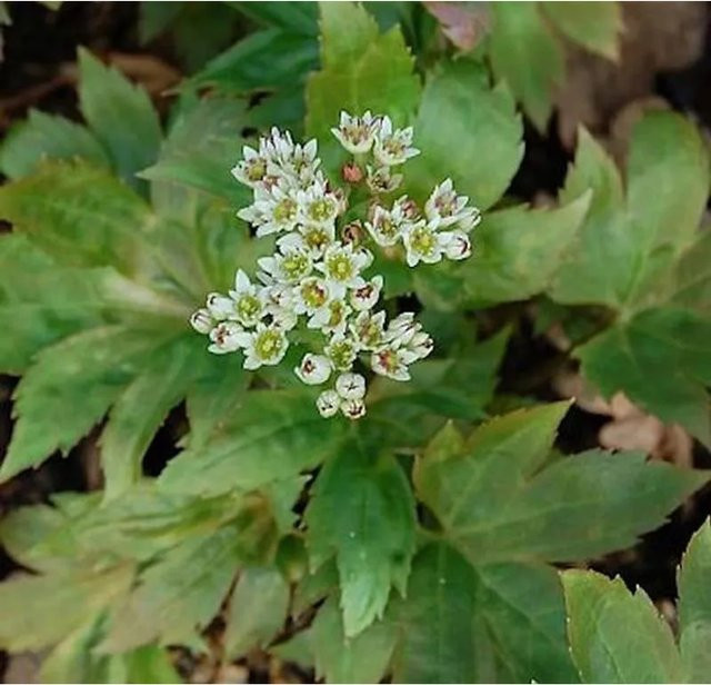 Mukdenia rossii Karasuba Ahornblatt - Mehrjährige Bodendecker-Staude für den Garten - Bild 1