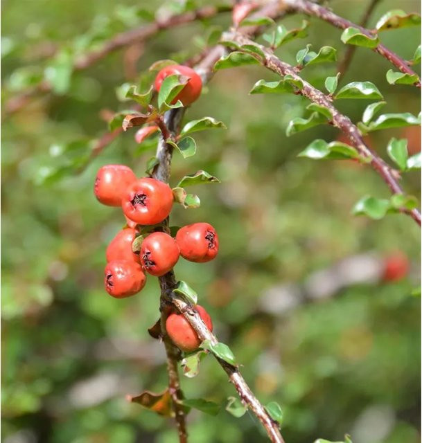Kleine Bogenmispel Cotoneaster adpressus als Hochstamm mit Beeren für deinen Garten - Bild 1