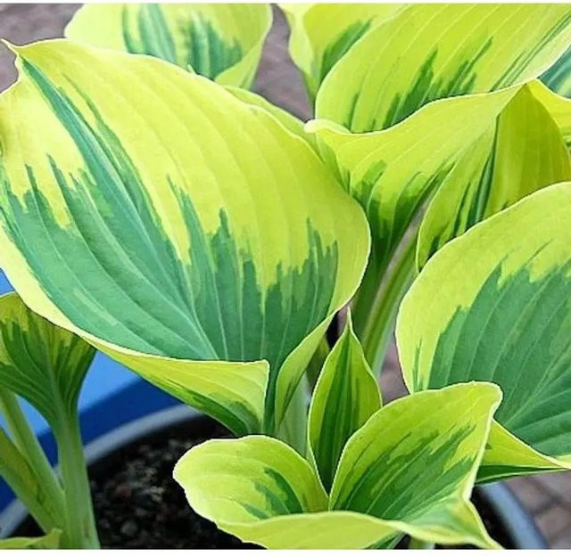 Funkie Liberty Hosta cultorum Grüne Solitärpflanze - Bild 1
