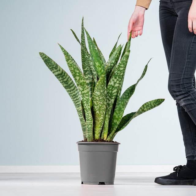 Bogenhanf Sansevieria Aubrytiana von BLUME2000 als Zimmerpflanze für dein Büro oder Badezimmer - Bild 1