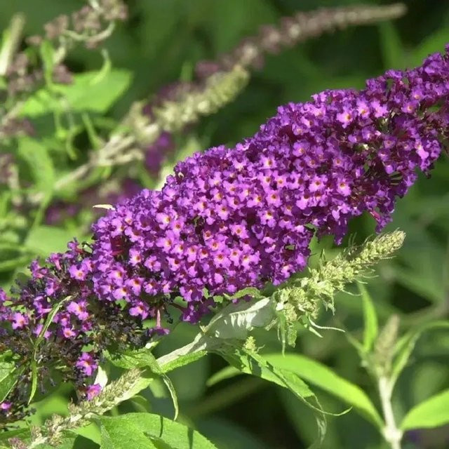 Buddleja Schmetterlingsflieder Summer Bird Raspberry in Pink und Purple, Höhe: 30-40 cm - Bild 1