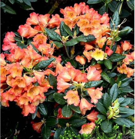 INKARHO Rhododendron Sasonade Alpenrose als Strauch für den Außenbereich