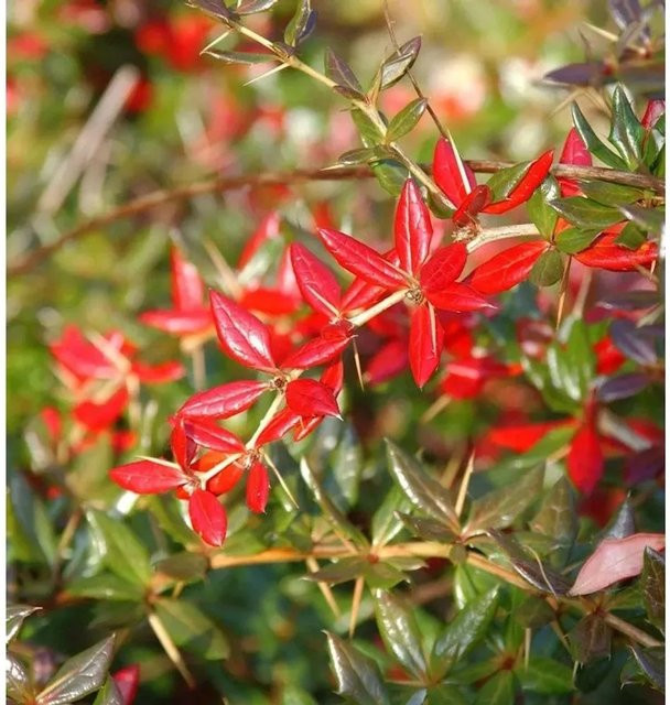 Immergrüne Kissenberberitze Berberis candidula als Zierstrauch für deinen Garten - Bild 1