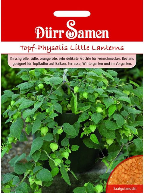 Dürr Samen Physalis Little Lanterns Saatgut für Topfpflanzen - Bild 1