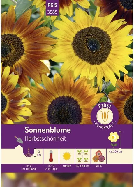 Pabst Keimkraft Sonnenblume Herbstschönheit Saatgut - Bild 1