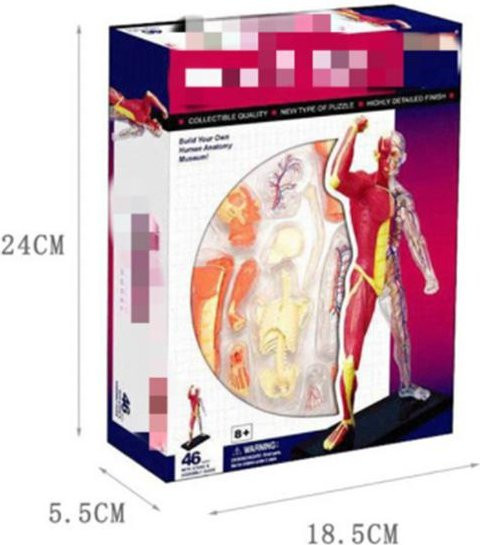 4D Meister Puzzle Menschlicher Körper Organ, Anatomisches Modell, ab 14 Jahre - Bild 1