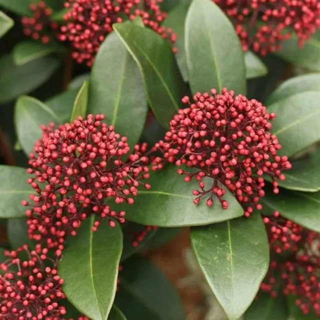Arborix Blütenskimmie Rubella Skimmia japonica mit roten Blütenknospen im Container, Höhe: 32,5 cm - Bild 1