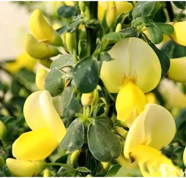Schmuckginster Golden Cascade Cytisus scoparius gelber Zierstrauch für deinen Garten - Bild 1