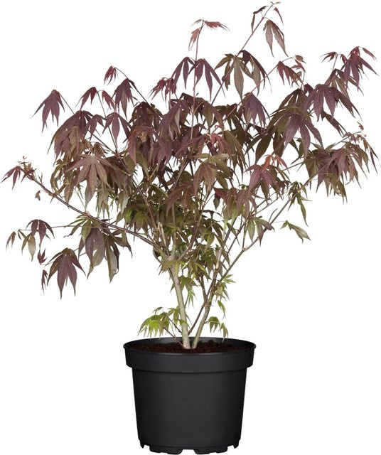 OBI Acer palmatum Fächerahorn Atropurpureum Zierbaum in Topf - Bild 1