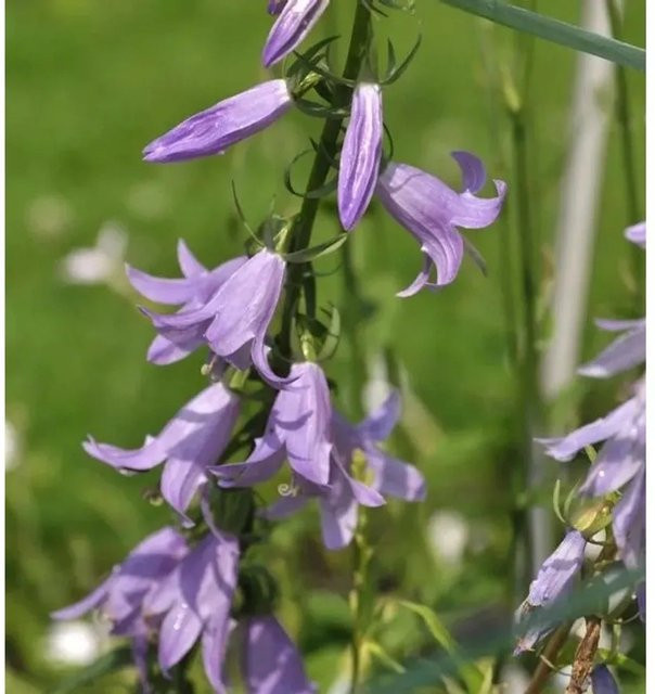 Nesselglockenblume Campanula trachelium lila mehrjährige Pflanze von Nr-01.de - Bild 1