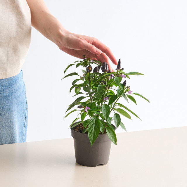 BIO Feuerküsschen Capsicum annuum Pflanze von BLUME2000 für Topf oder Beet - Bild 1