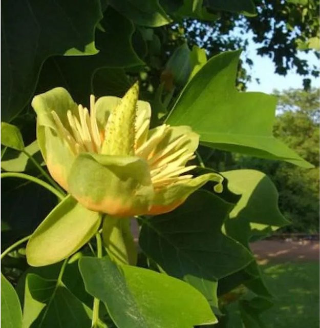 Amerikanischer Tulpenbaum Liriodendron tulipifera als laubabwerfender Baum für deinen Garten, Höhe: 80-100 cm - Bild 1