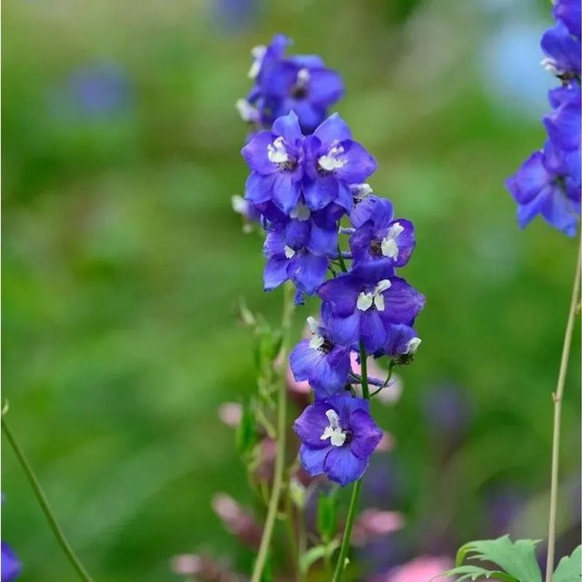 Hoher Rittersporn Polarnacht Delphinium elatum in Blau von Nr-01.de - Bild 1