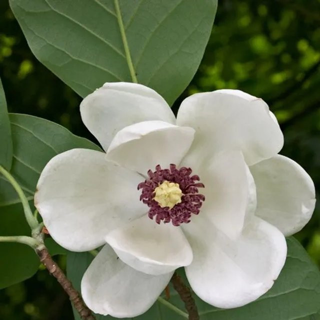 Arborix Magnolie Magnolia sieboldii mit weißen Blüten im Container, Höhe: 60 cm - Bild 1