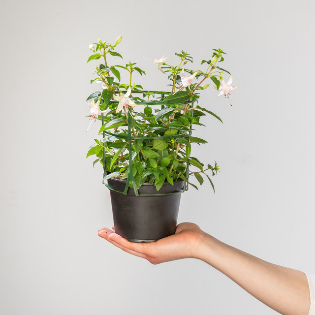 6er Set rosa Hänge-Fuchsien von BLUME2000, pflegeleichte Beetpflanzen für Balkonkästen und Pflanzampeln - Bild 1