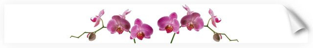 Myspotti Küchenrückwandfolie Orchidee Pink Selbstklebend B: 450 cm, H: 60 cm - Bild 1