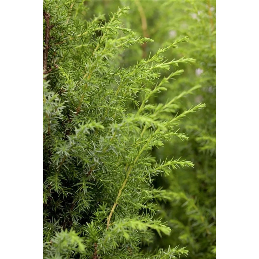Juniperus Communis Wacholder von Pflanzen für dich, Höhe: 40–60 cm - Bild 2
