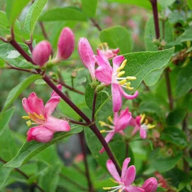 Arborix Heckenkirsche Hacks Red Lonicera tatarica als Heckenpflanze im Container, Höhe: 40 bis 60 cm - Bild 1
