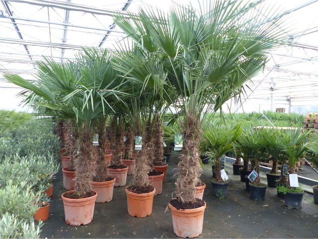 3 Stück Trachycarpus fortunei Palmen, winterhart, grün, Höhe: 200 - 250 cm, 45L Topf - Bild 1