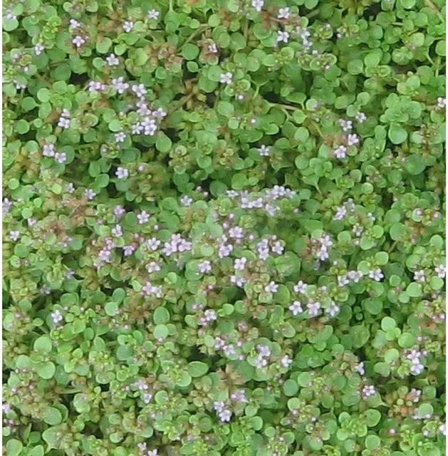 Korsische Minze Mentha requienii als grüne mehrjährige Zierpflanze für den Freiland- und Steingarten - Bild 1