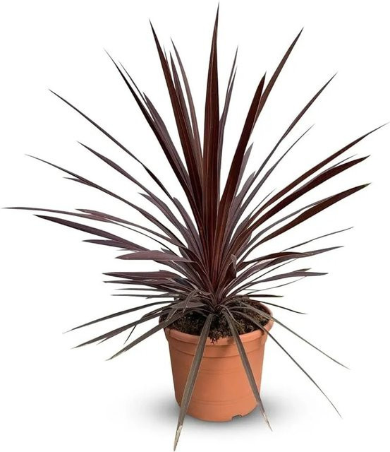 Sunny-Tree Cordyline Australis Red Star Keulenlilie in Rot und Purpur, winterharte Gartenpflanze für Innen und Außen, Höhe: 100 cm, 10 L Topf - Bild 1