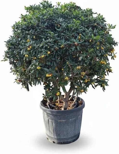 Sunny-Tree Australischer Lorbeer Pittosporum Tobira immergrüner Zierstrauch in grünem Topf, Höhe: 160 cm - Bild 1
