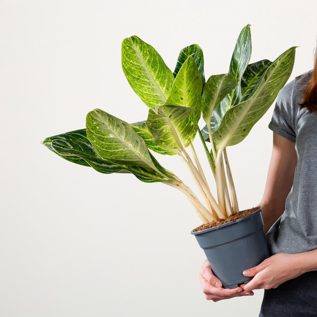Aglaonema Key Lime Zimmerpflanze von BLUME2000 in Grün - Bild 1
