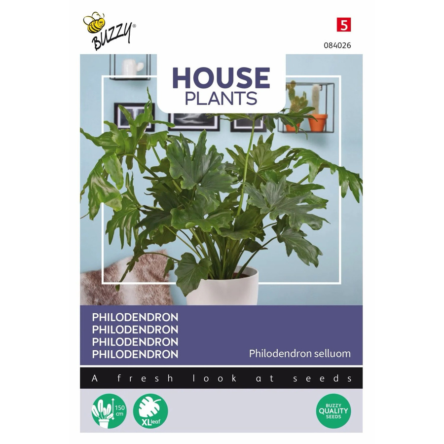 Philodendron Selloum Samen von Buzzy House Plants für den Innenbereich, ca. 20 Stück - Bild 2